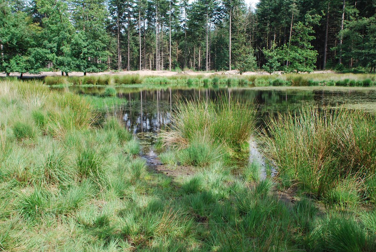 Chalet "De Vliegden" Stroe  Exteriör bild